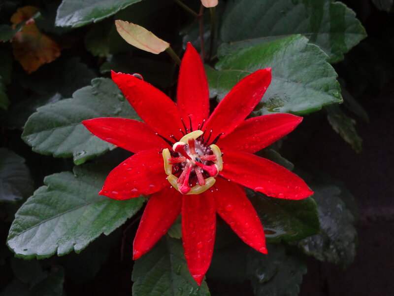 Red Passionflower — Natural