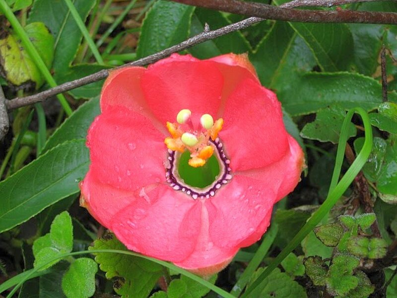 Red Passionflower