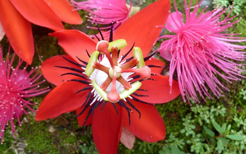 Red Passionflower — Vibrant