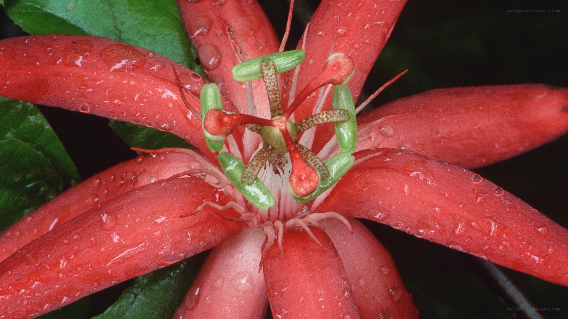 red passionflower with water droplets