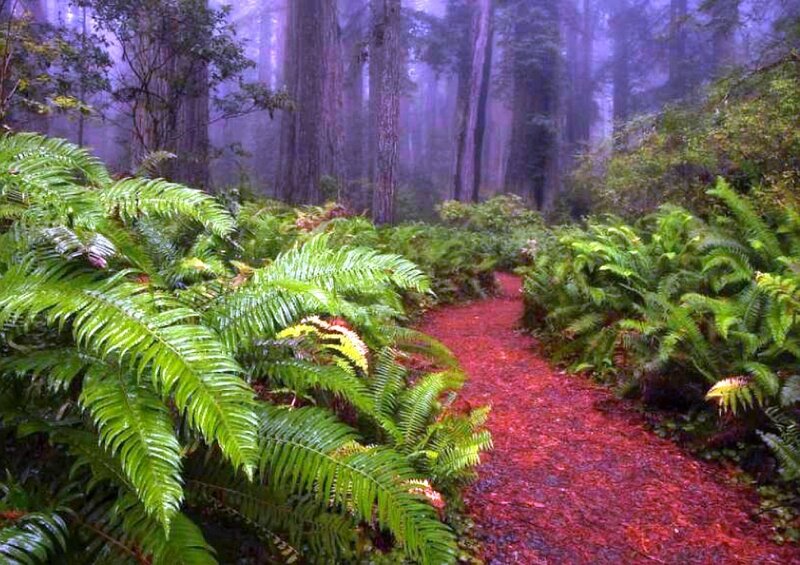 Red path through a misty forest