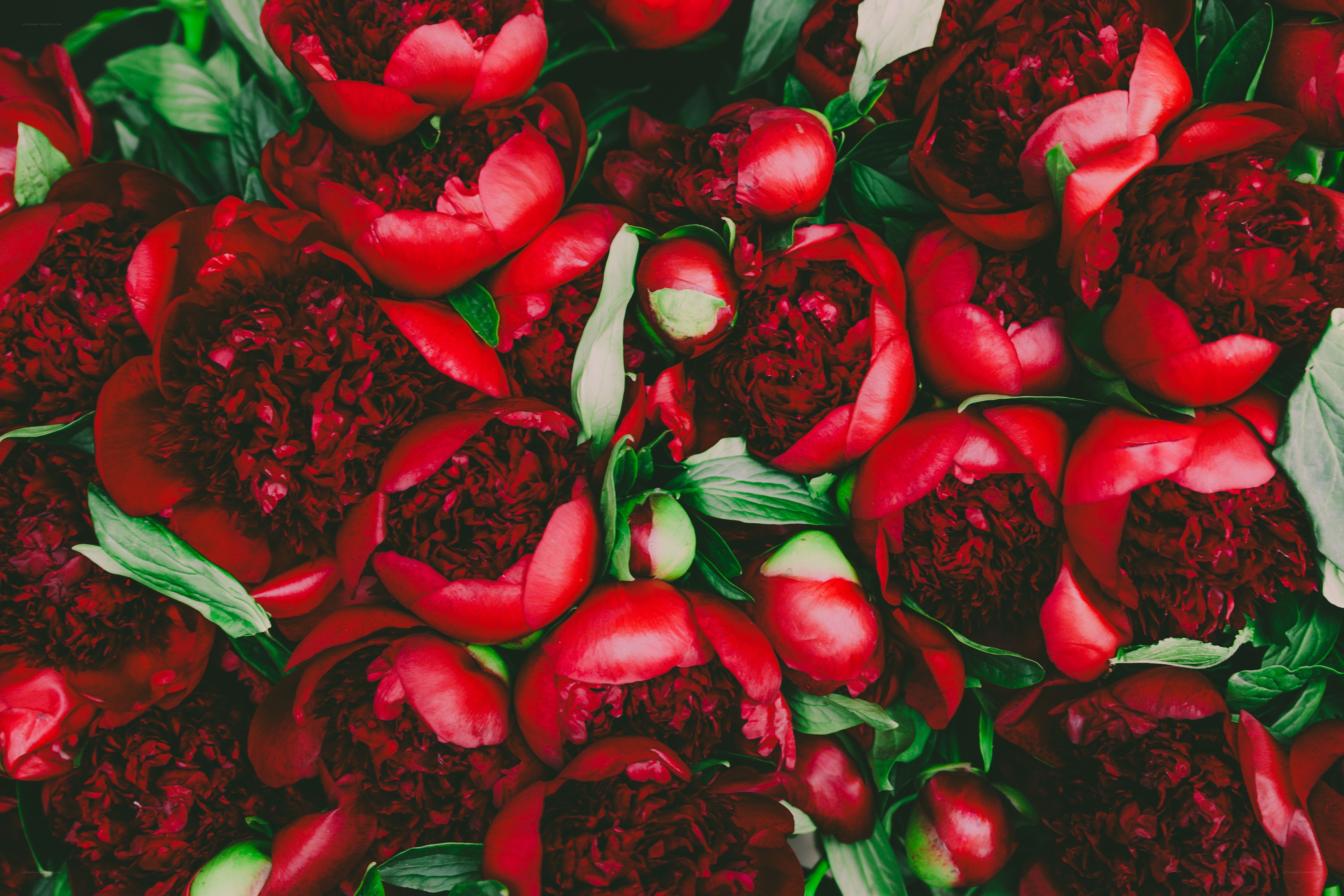 Red peonies in a bouquet