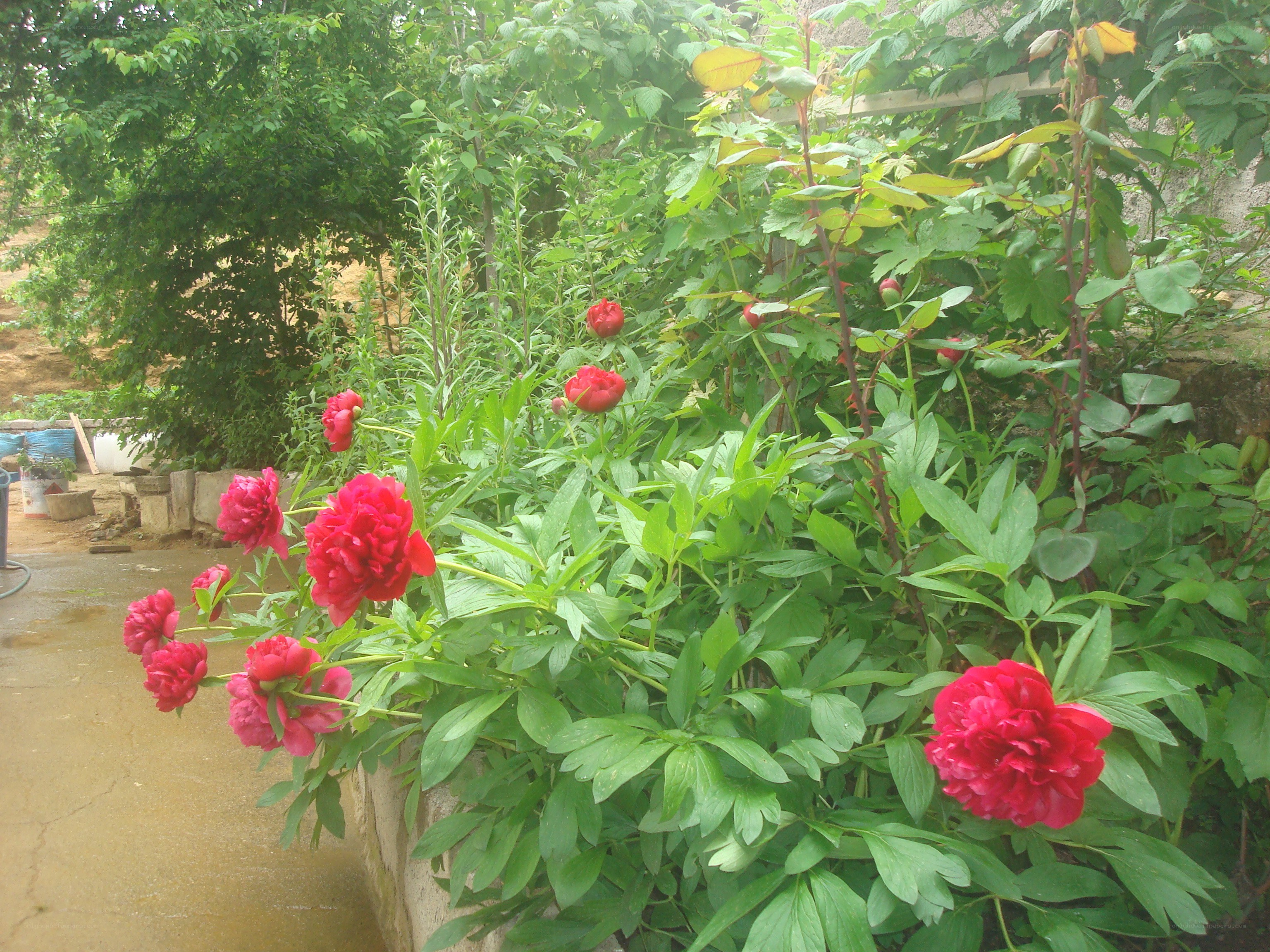 Red peonies in a garden