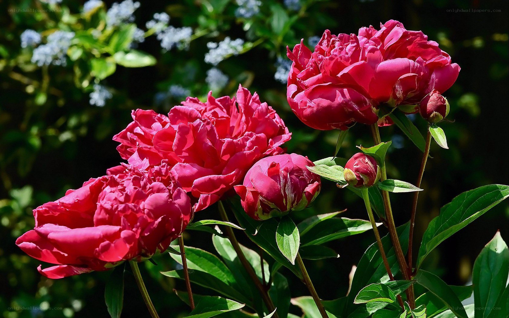 Red peonies in a garden