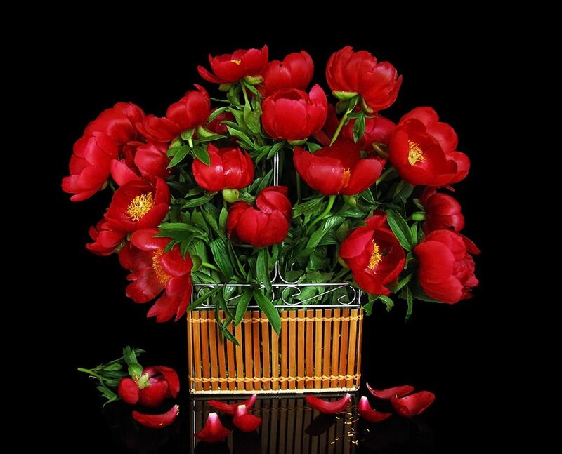 Red Peonies in Basket — Dramatic, Photograph