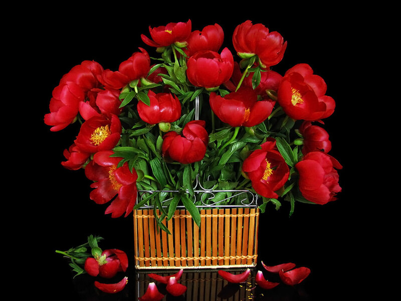 Red Peonies in Basket — Dramatic