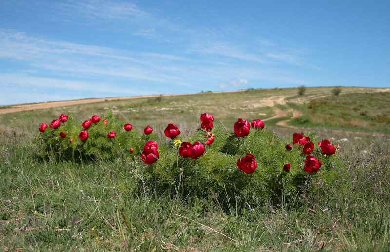 Red Peonies in Field — Green