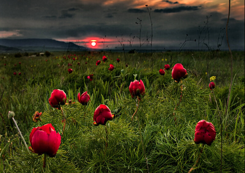 Red Peonies in Field