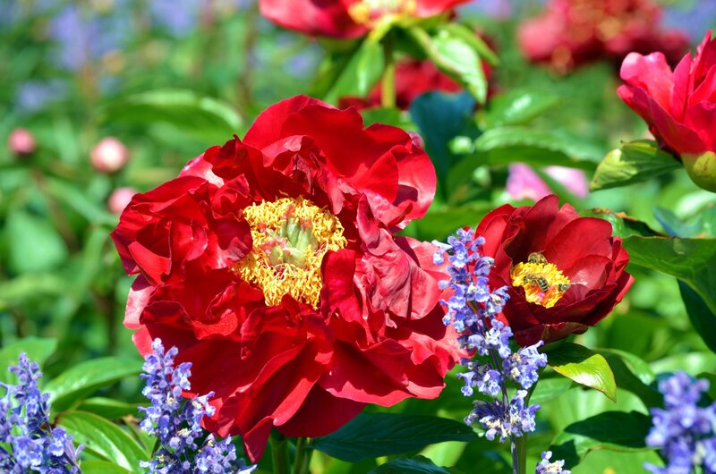 Red Peonies in Garden
