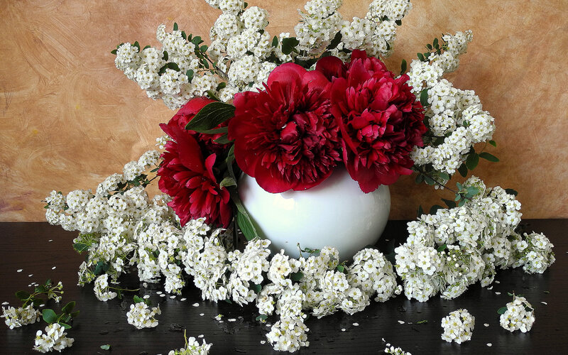 Red Peonies in Vase — Calm