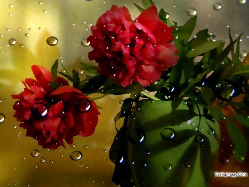 Red Peonies in Water