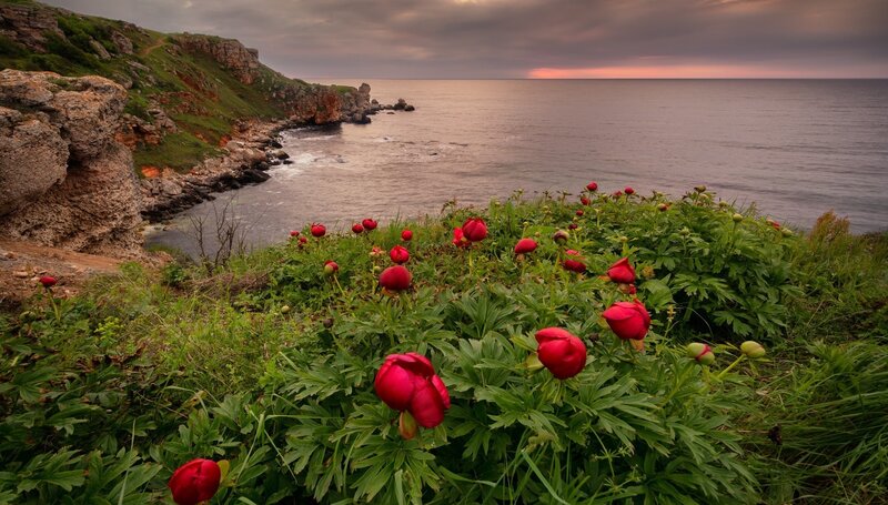 Red Peonies on Cliff — Green, Serene