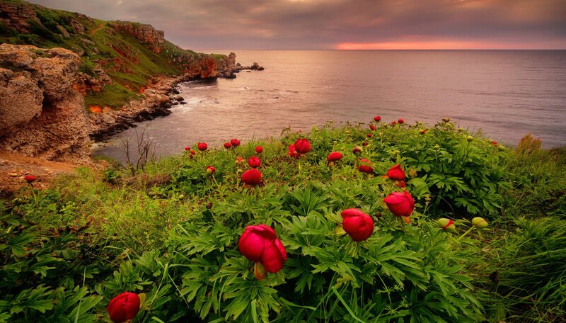 Red Peonies on Cliff — Green
