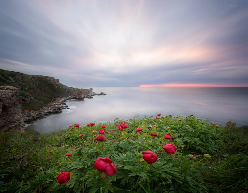 Red Peonies on Cliff