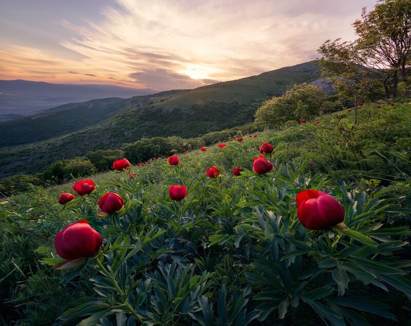 Red Peonies on Hillside — Serene