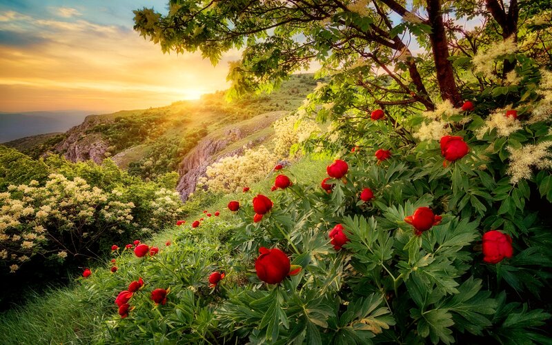 Red Peonies on Hillside