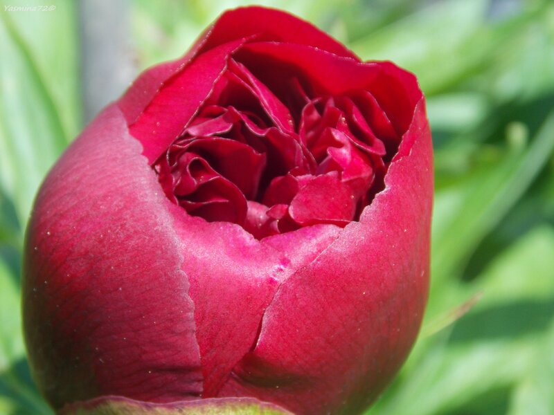 Red Peony Bud — Calm, Spring