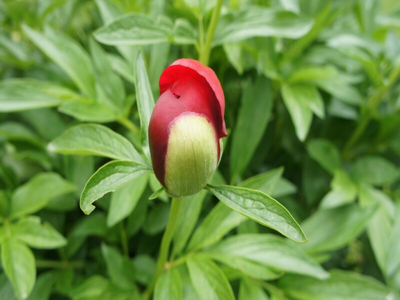 Red Peony Bud — Calm