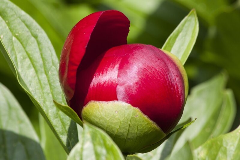 Red Peony Bud — Serene, Afternoon