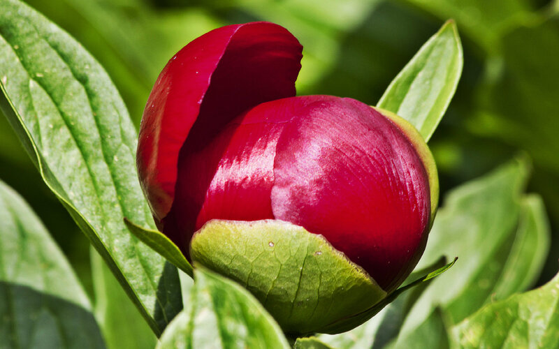 Red Peony Bud — Serene, Summer