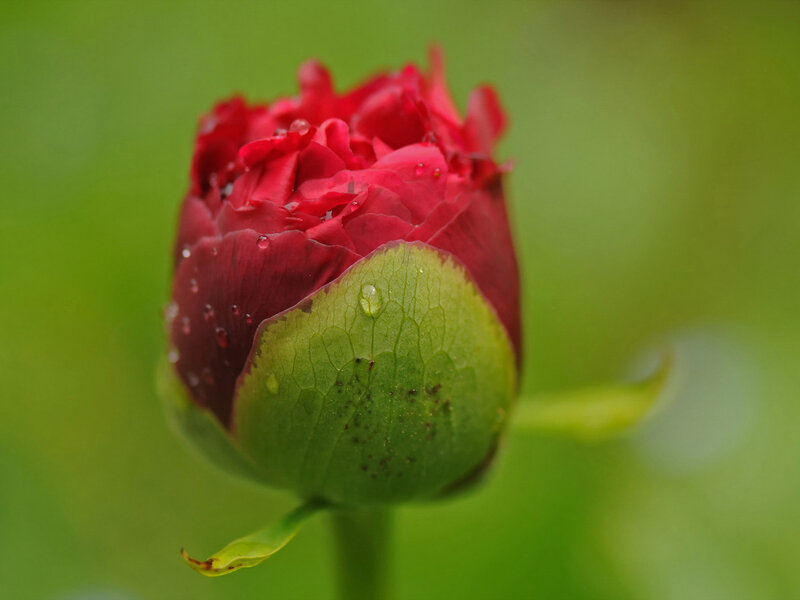Red Peony Bud — Serene