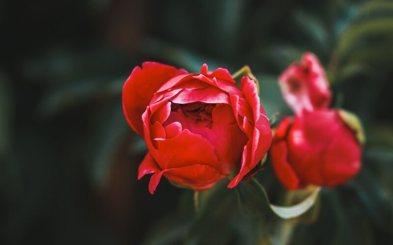 Red Peony Flower — Calm, Photograph, Bud