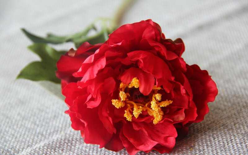 Red Peony Flower — Calm, Photograph, Green Leaves, Yellow Stamen