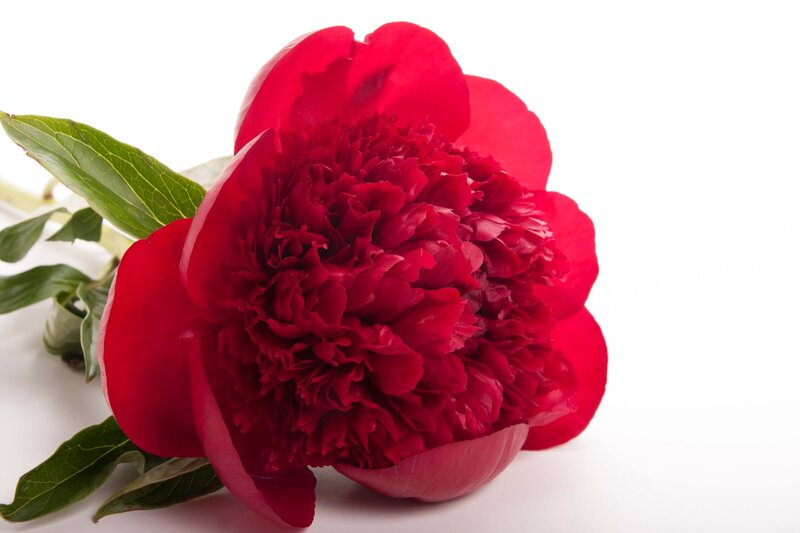 Red Peony Flower — Calm, Photograph