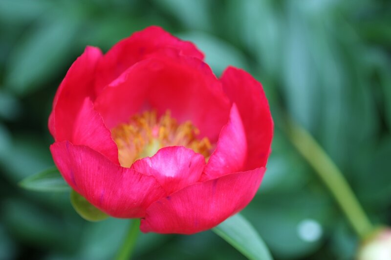 Red Peony Flower — Calm, Spring