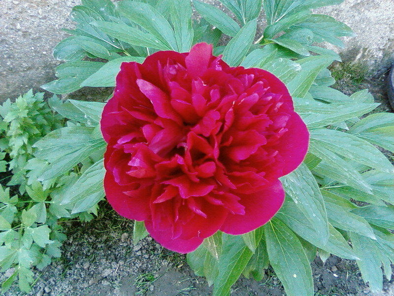 Red Peony Flower — Calm