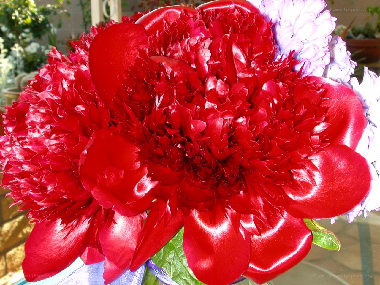 Red peony flower close-up