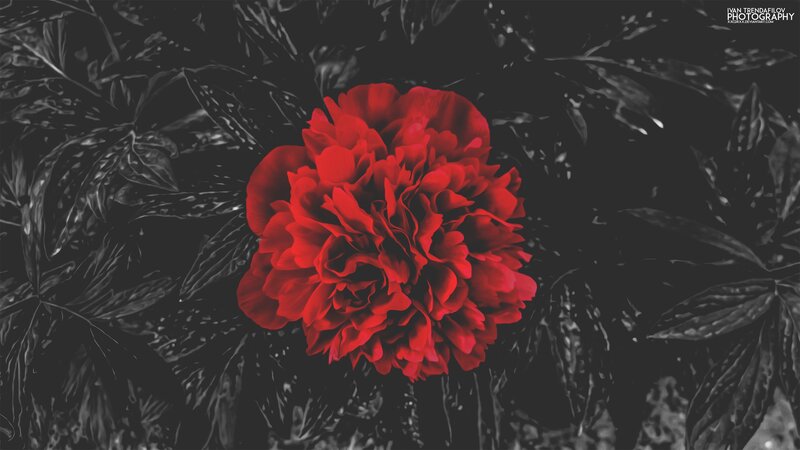 Red Peony Flower — Dramatic, Photograph, Leaves