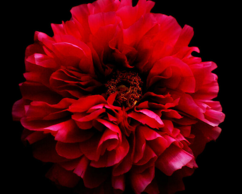 Red Peony Flower — Dramatic, Photograph, Petals, Center