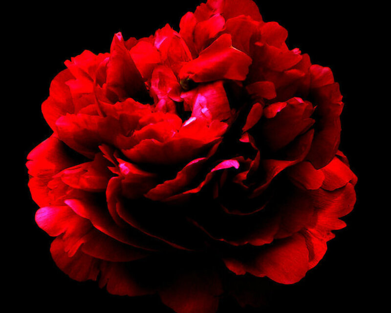Red Peony Flower — Dramatic, Photograph, Petals
