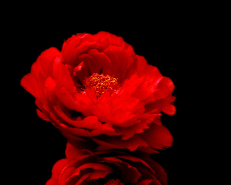 Red Peony Flower — Dramatic, Photograph, Reflection