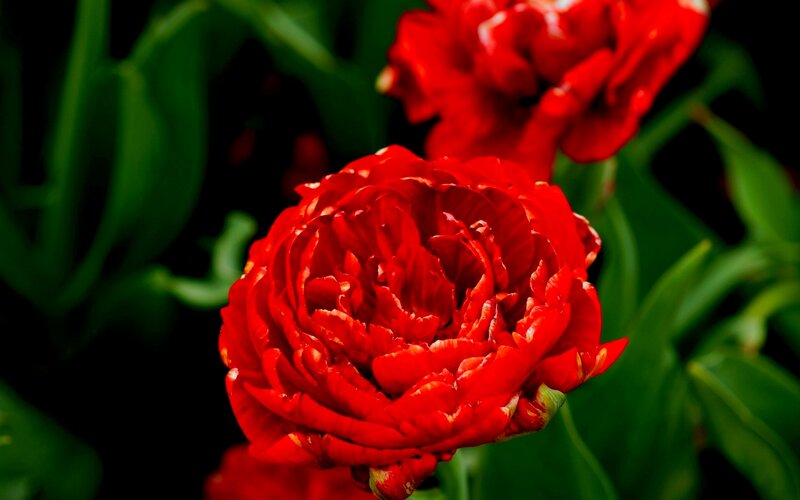 Red Peony Flower — Dramatic, Photograph
