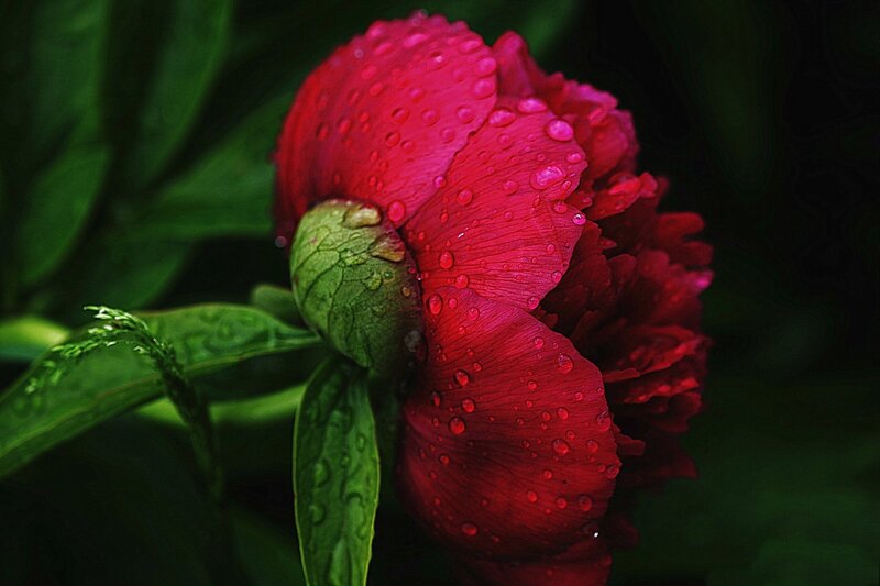 Red Peony Flower — Dramatic
