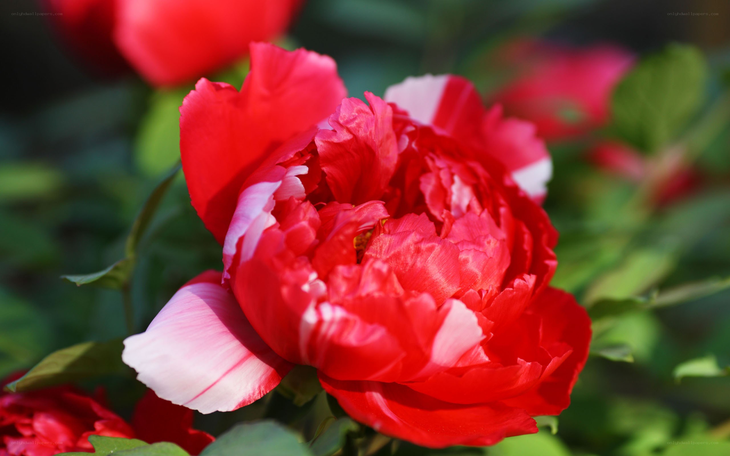 Red peony flower in bloom