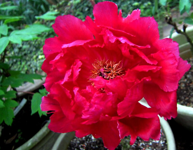 Red Peony Flower — Natural, Afternoon