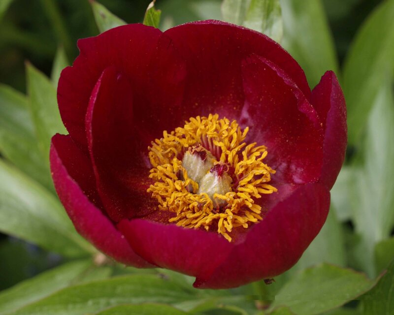 Red Peony Flower — Natural, Summer