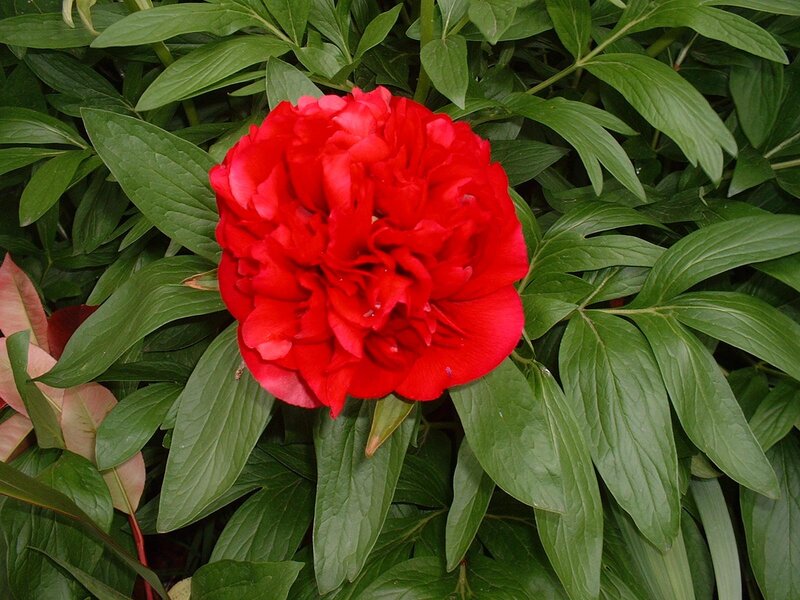 Red Peony Flower — Natural