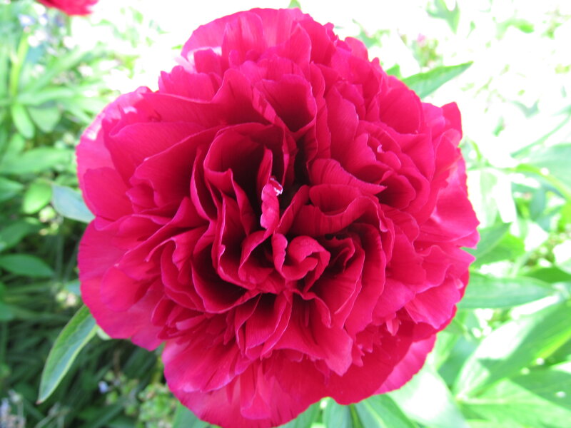 Red Peony Flower — Serene, Afternoon, Photograph