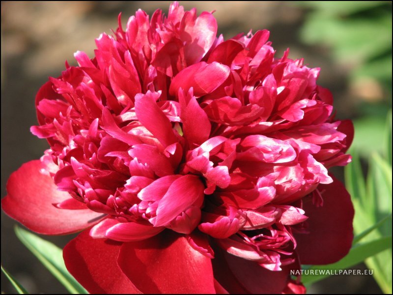 Red Peony Flower — Serene, Afternoon
