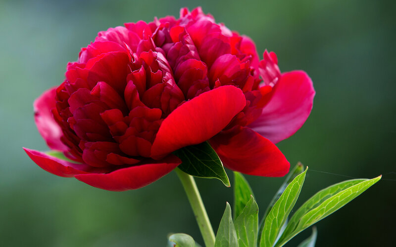 Red Peony Flower — Serene, Photograph