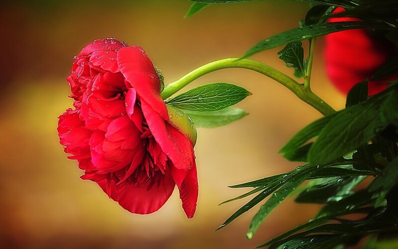 Red Peony Flower — Serene, Spring, Photograph