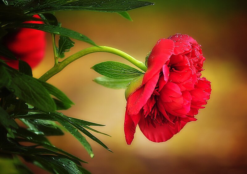 Red Peony Flower — Serene, Spring