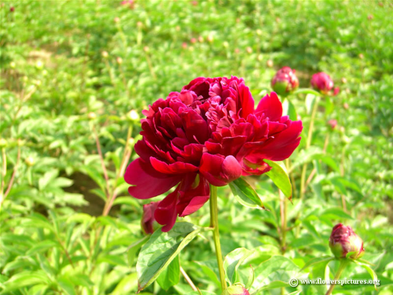 Red Peony Flower — Serene, Summer