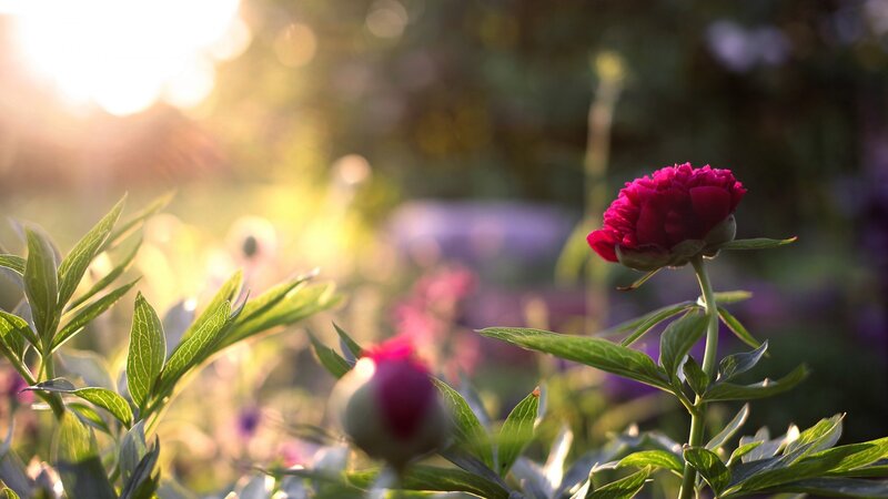 Red Peony Flower — Serene, Sunset