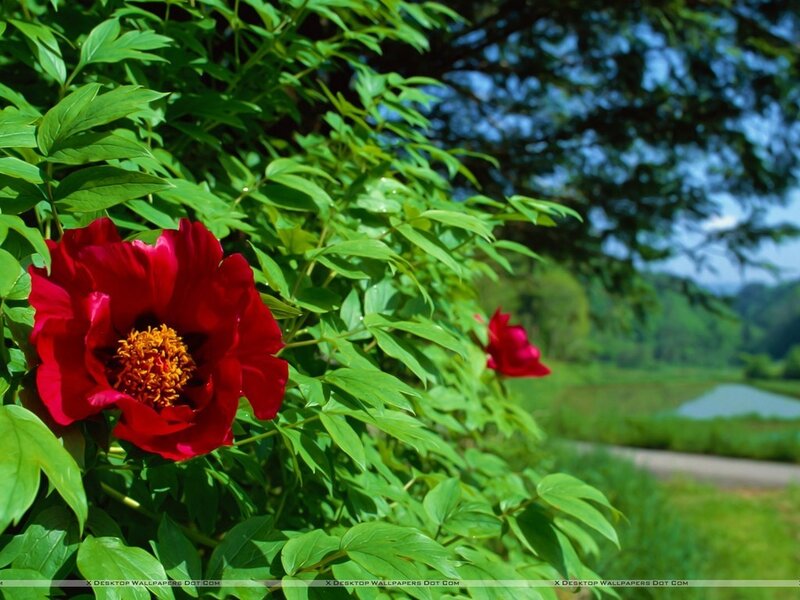 Red Peony Flower — Serene