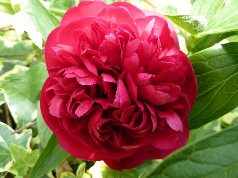 Red Peony Flower